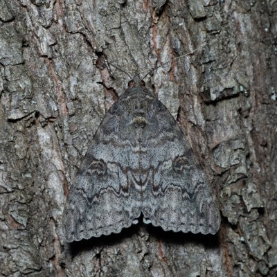 Catocala nupta (stužkonoska olšová), Žebětín