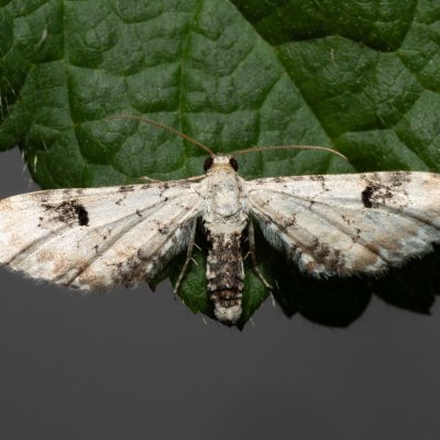 Eupithecia centaureata (píďalička srpková), Říčky
