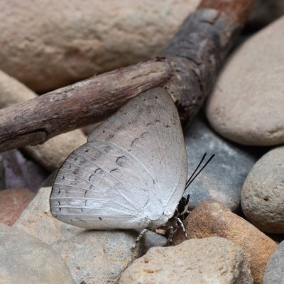 Curetis sp., TH, Sri Phang Nga