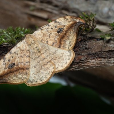 Drepana falcataria (srpokřídlec vrbový), Augšperský potok