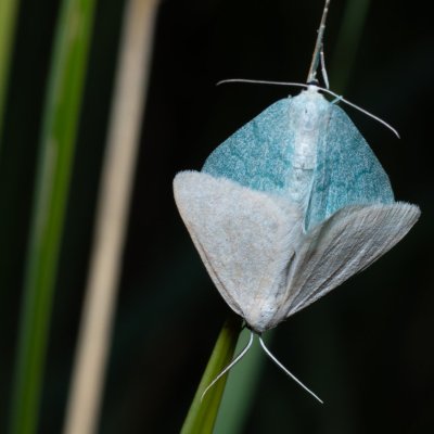 Pseudoterpna pruinata (zelenopláštník janovcový), Kývalka