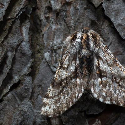 Lycia pomonaria (drsnokřídlec ovocný), PR Kamenný vrch
