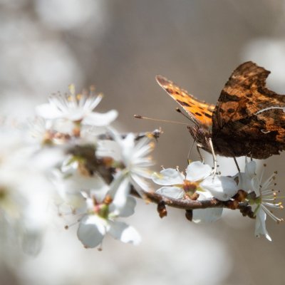 Polygonia c-album (babočka bílé c), Lelekovice