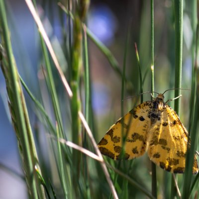 Pseudopanthera macularia (zejkovec hluchavkový) Lysá hora u Ochozu