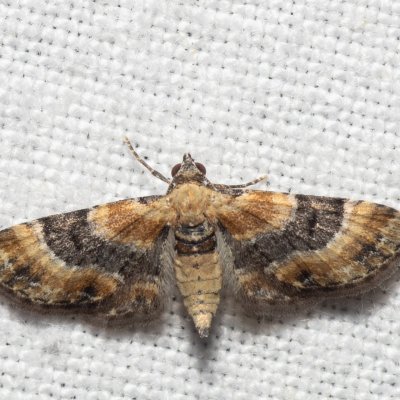 Eupithecia linariata (píďalička květelová), pískovna u Mušlova