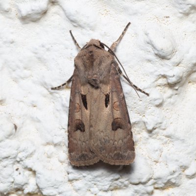 Agrotis exclamationis (osenice vykřičníková), SK, Súľov-Hradná