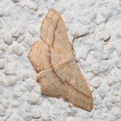 Scopula imitaria (-), HR, Jablanac