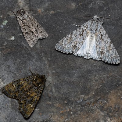 Acronicta auricoma (šípověnka jívová), Acronicta aceris (šípověnka maďalová), Craniophora ligustri (šípověnka jasanová), Hády