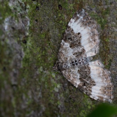 Epirrhoe rivata (píďalka širokopruhá), Křtiny