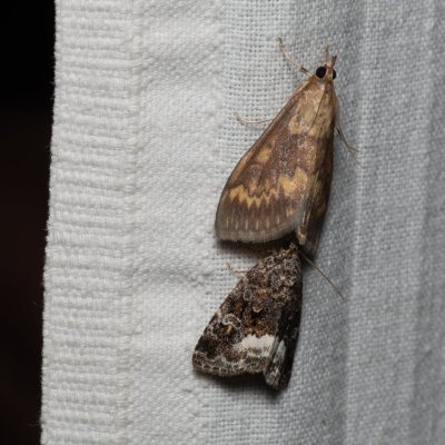 Ostrinia nubilalis (zavíječ kukuřičný), Protodeltote pygarga (světlopáska ostružníková), PP Černice