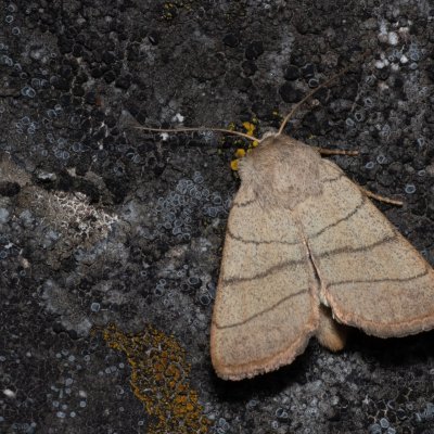 Charanyca trigrammica (šedavka trojčárná), NPP Stránská skála