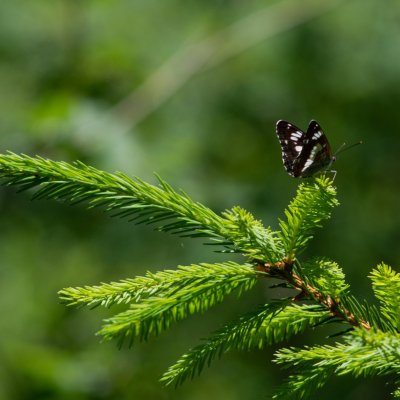 Limenitis camilla (bělopásek dvouřadý), SK, u PR Brezina, Tatry