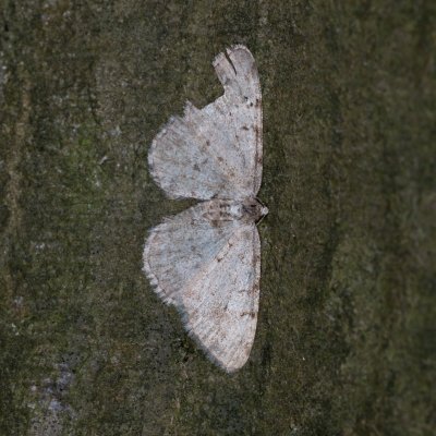 Aethalura punctulata (různorožec olšový), PP Augšperský potok