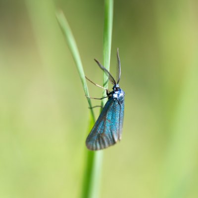 Jordanita subsolana (zelenáček průsvitný), NPP Švařec