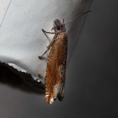 Epinotia tenerana?, Říčky