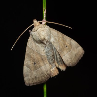 Cosmia trapezina (blýskavka dravá), Žebětín