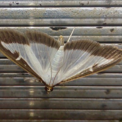 Cydalima perspectalis (zavíječ zimostrázový), Lukovany