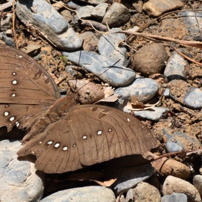 Bassarona dunya (-), TH, Sri Phang Nga