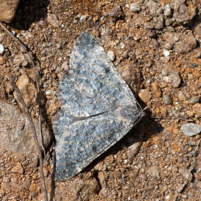 Gnophos obfuscata (-), IT, Pfelders - Plan, Jižní Tyrolsko