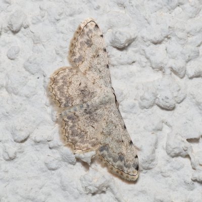 Scopula submutata (-), HR, Jablanac