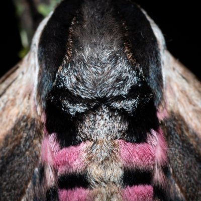 Sphinx ligustri (lišaj šeříkový), PP Skalky u Sedlece