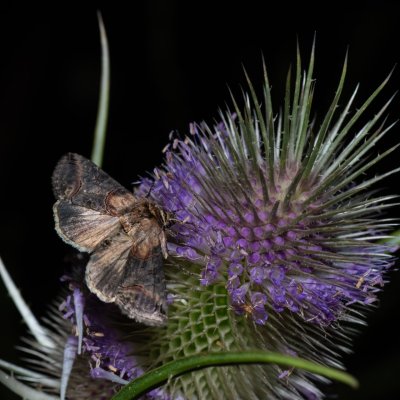 Abrostola sp., Kývalka