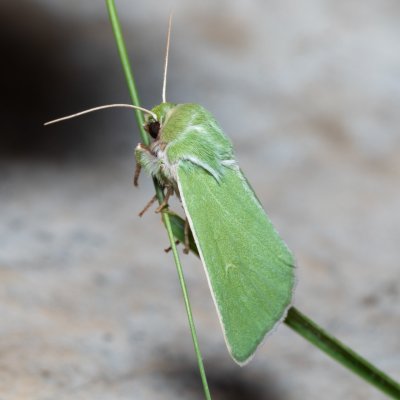 Calamia tridens (travařka zelená), PR Svatý kopeček