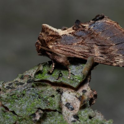 Ptilodon capucina (hřbetozubec olšový), Podkomorské lesy, Kopeček