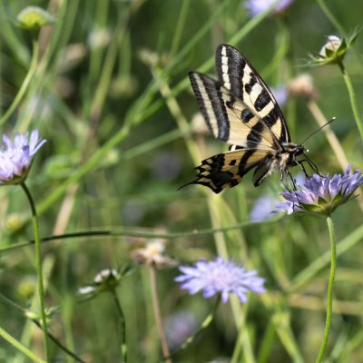 Papilio alexanor (otakárek středomořský), GR, Spartilas, Korfu