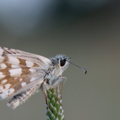 Pyrgus carthami (soumračník proskurníkový), PP Černice