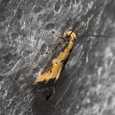 Brachmia dimidiella (-), NPR Slanisko u Nesytu