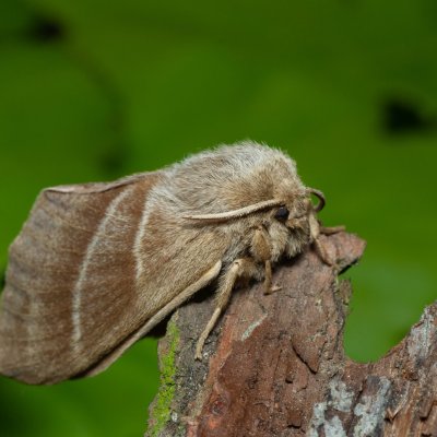 Macrothylacia rubi (bourovec ostružiníkový), PR Bosonožský hájek