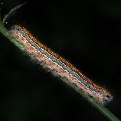 Malacosoma neustria (bourovec prsténčivý), GR, Sokraki, Korfu