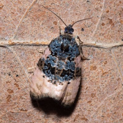 Hedya atropunctana (-), PP Bobrava