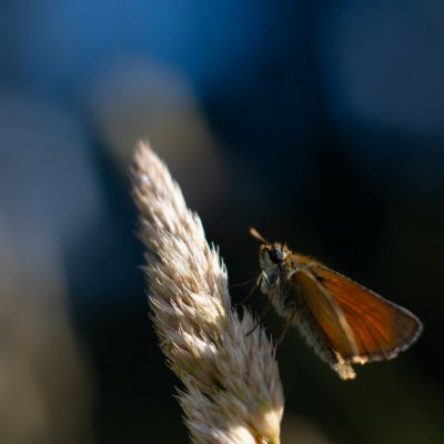 Thymelicus sylvestris (soumračník metlicový)/Thymelicus lineola (soumračník čárečkovaný), Žebětín