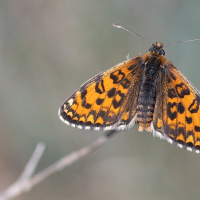 Melitaea trivia (hnědásek jižní), PR Svatý kopeček