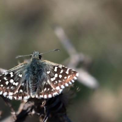Pyrgus malvae (soumračník jahodníkový), Žebětín