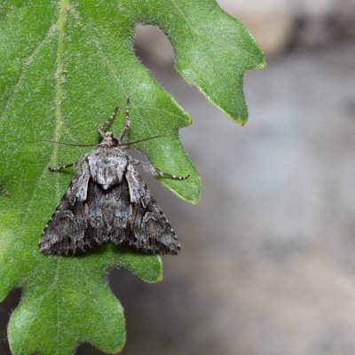 Chloantha hyperici (osenice třezalková), PR Svatý kopeček