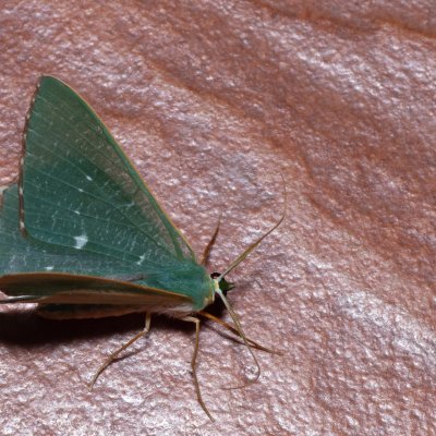 Orothalassodes hypocrites (-), TH, Khao Sok