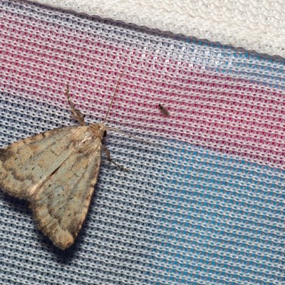 Photedes minima (travařka nejmenší), NPR Radostínské rašeliniště