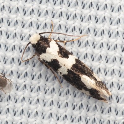 Neurothaumasia ankerella (-), Hrušovany u Brna