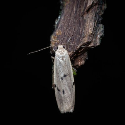 Pelosia muscerda (lišejníkovec popelavý), PP Bobrava