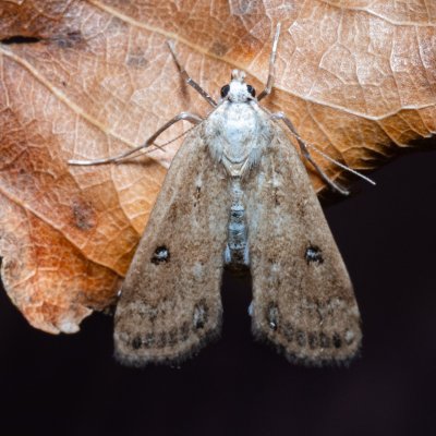 Parapoynx stratiotata (vílenka řezanová), Hrabětice