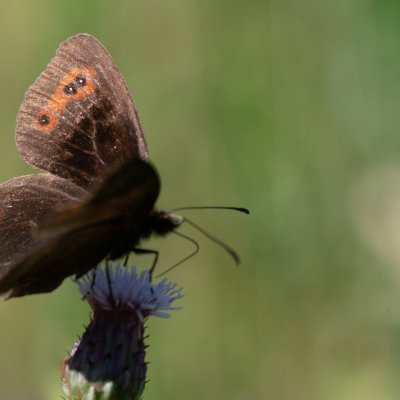 Erebia aethiops (okáč kluběnkový), SK, Štôla