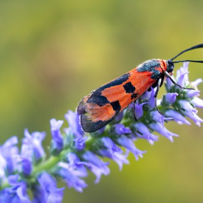 Zygaena laeta (vřetenuška pozdní), PR Kamenný vrch