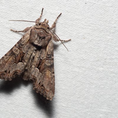 Lacanobia w-latinum (můra kručinková), PR Kamenný vrch