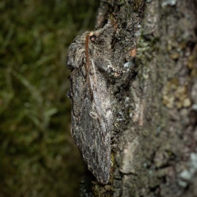 Peridea anceps (hřbetozubec plachý), Žebětín