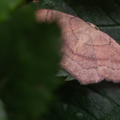 Cyclophora linearia (očkovec bukový), Žebětín