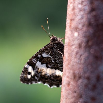 Brintesia circe (okáč voňavkový), Hády