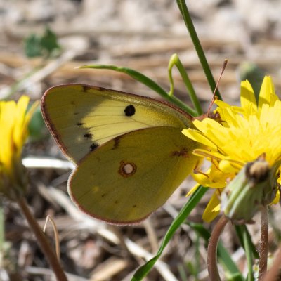 Colias crocea (žluťásek čilimníkový), HR, Jablanac